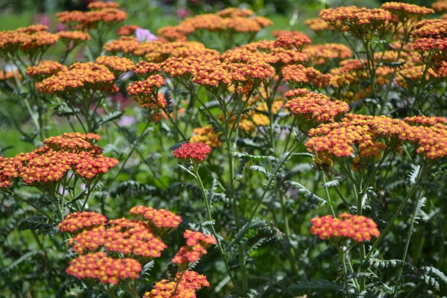 Schafgarbe Achillea millefolium 'Walther Funcke' 5-10 Topf 9x9 cm (P9) Achillea millefolium 'Walther Funcke'