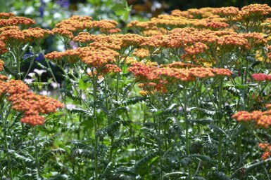 Schafgarbe Achillea millefolium 'Walther Funcke' 5-10 Topf 9x9 cm (P9) Achillea millefolium 'Walther Funcke'