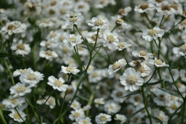 Bertramsgarbe Achillea ptarmica 'The Pearl' 5-10 Topf 9x9 cm (P9) Achillea ptarmica 'The Pearl'