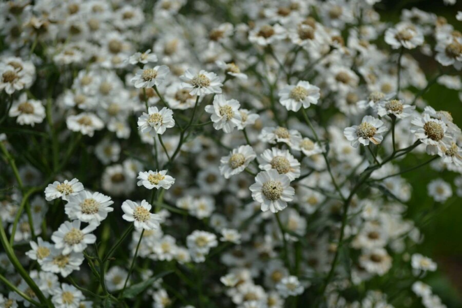 Bertramsgarbe Achillea ptarmica 'The Pearl' 5-10 Topf 9x9 cm (P9) Achillea ptarmica 'The Pearl'