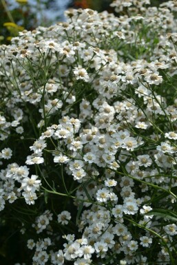 Bertramsgarbe Achillea ptarmica 'The Pearl' 5-10 Topf 9x9 cm (P9) Achillea ptarmica 'The Pearl'