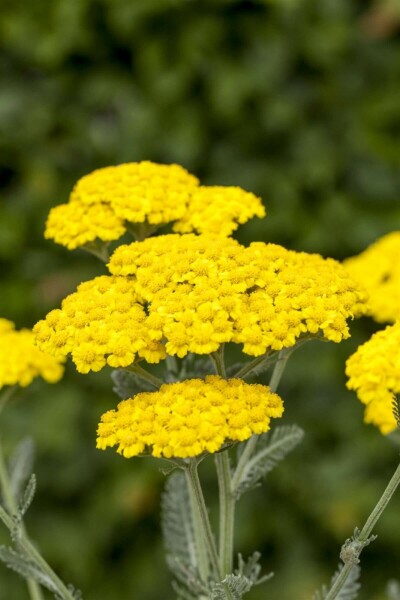 Goldgelbe Teppich-Garbe Achillea tomentosa 5-10 Topf 9x9 cm (P9) Achillea tomentosa