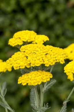 Goldgelbe Teppich-Garbe Achillea tomentosa 5-10 Topf 9x9 cm (P9) Achillea tomentosa