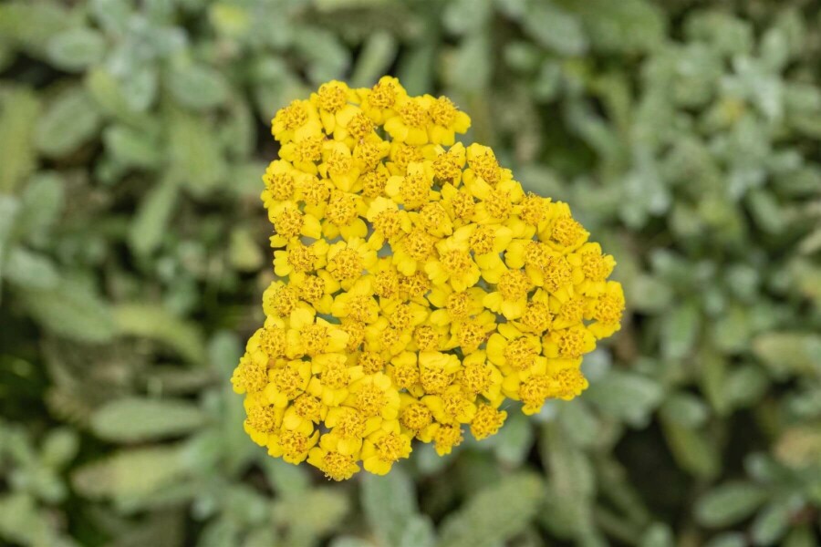 Goldgelbe Teppich-Garbe Achillea tomentosa 5-10 Topf 9x9 cm (P9) Achillea tomentosa