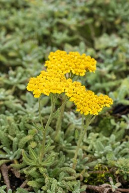 Goldgelbe Teppich-Garbe Achillea tomentosa 5-10 Topf 9x9 cm (P9)