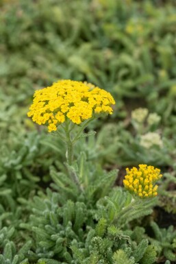 Goldgelbe Teppich-Garbe Achillea tomentosa 5-10 Topf 9x9 cm (P9) Achillea tomentosa