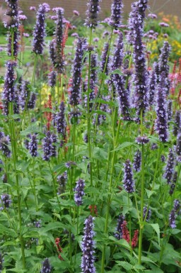 Garten-Duftnessel Agastache 'Black Adder' 5-10 Topf 9x9 cm (P9)