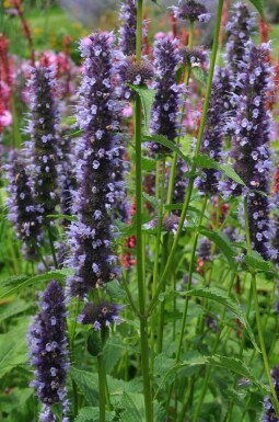 Garten-Duftnessel Agastache 'Black Adder' 5-10 Topf 9x9 cm (P9) Agastache 'Black Adder'