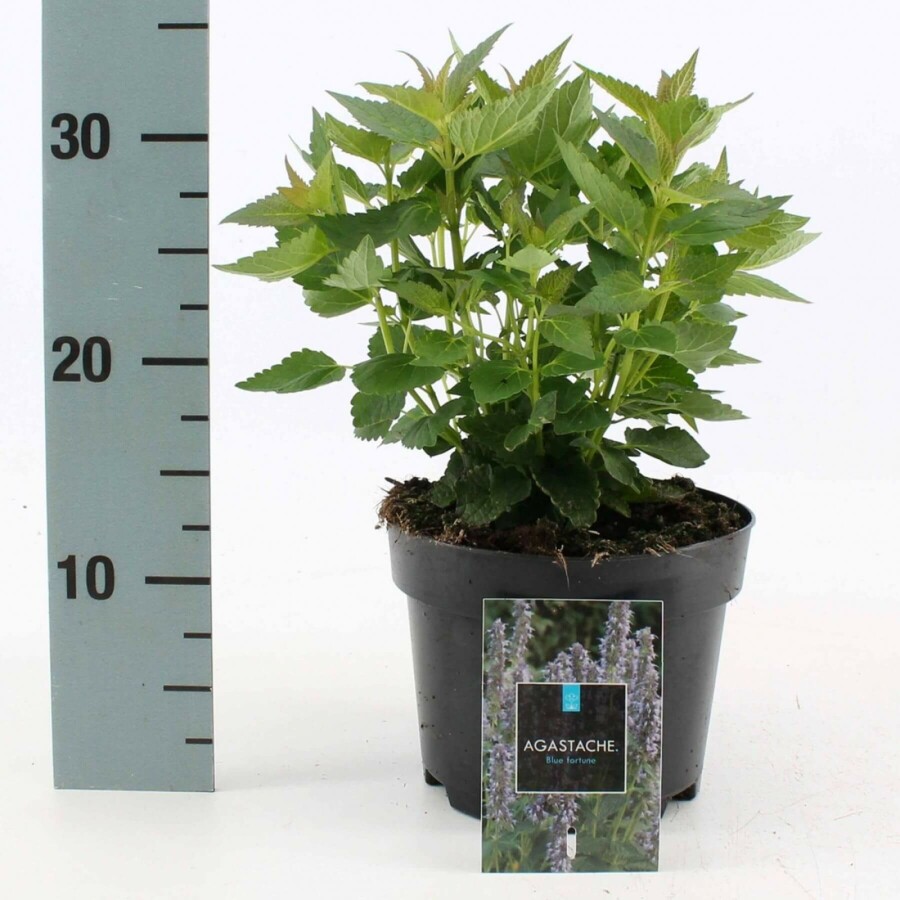 Garten-Duftnessel Agastache 'Blue Fortune' 10-15 Topf 2 ltr. (C2) Agastache 'Blue Fortune'