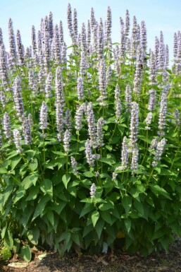 Garten-Duftnessel Agastache 'Blue Fortune' 10-15 Topf 2 ltr. (C2) Agastache 'Blue Fortune'