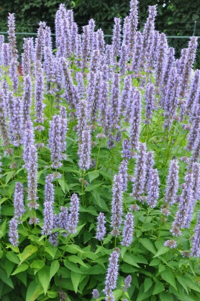 Garten-Duftnessel Agastache 'Blue Fortune' 10-15 Topf 2 ltr. (C2) Agastache 'Blue Fortune'