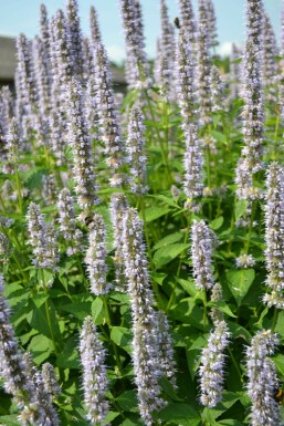 Garten-Duftnessel Agastache 'Blue Fortune' 10-15 Topf 2 ltr. (C2) Agastache 'Blue Fortune'