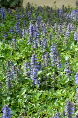 Kriechender Günsel Ajuga reptans 5-10 Topf 9x9 cm (P9) Ajuga reptans