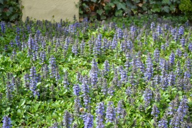 Kriechender Günsel Ajuga reptans 5-10 Topf 9x9 cm (P9) Ajuga reptans