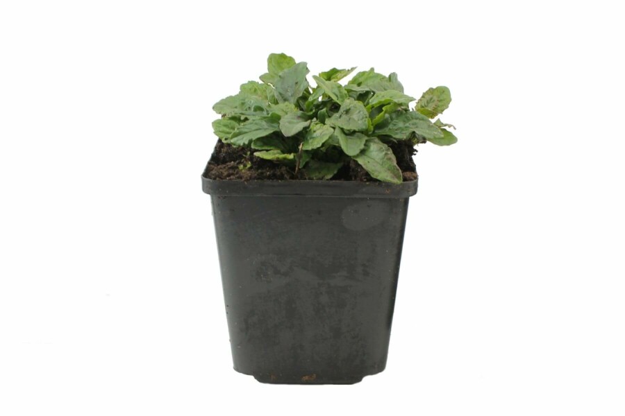 Kriechender Günsel Ajuga reptans 5-10 Topf 9x9 cm (P9) Ajuga reptans