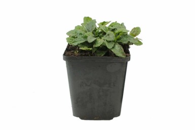 Kriechender Günsel Ajuga reptans 5-10 Topf 9x9 cm (P9)