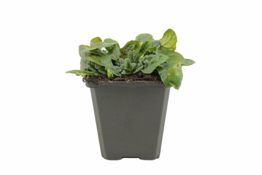 Weißblühender Kriechender Günsel Ajuga reptans 'Alba' 5-10 Topf 9x9 cm (P9) Ajuga reptans 'Alba'