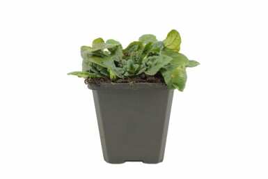 WeiĂblĂŒhender Kriechender GĂŒnsel Ajuga reptans 'Alba' 5-10 Topf 9x9 cm (P9) Ajuga reptans 'Alba'