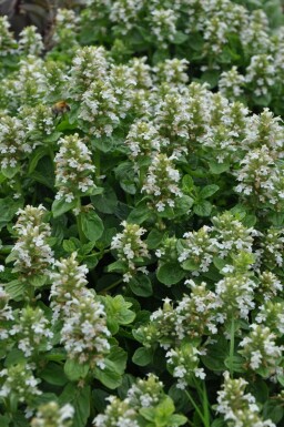 WeiĂblĂŒhender Kriechender GĂŒnsel Ajuga reptans 'Alba' 5-10 Topf 9x9 cm (P9) Ajuga reptans 'Alba'