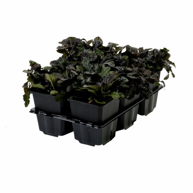 Rotblättriger Garten Günsel Ajuga reptans 'Atropurpurea' 5-10 Topf 9x9 cm (P9) Ajuga reptans 'Atropurpurea'