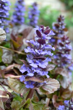 RotblĂ€ttriger Garten GĂŒnsel Ajuga reptans 'Atropurpurea' 5-10 Topf 9x9 cm (P9) Ajuga reptans 'Atropurpurea'