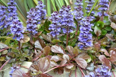 Rotblättriger Garten Günsel Ajuga reptans 'Atropurpurea' 5-10 Topf 9x9 cm (P9) Ajuga reptans 'Atropurpurea'