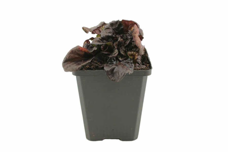 Rottblättriger Garten Günsel Ajuga reptans 'Black Scallop' 5-10 Topf 9x9 cm (P9) Ajuga reptans 'Black Scallop'