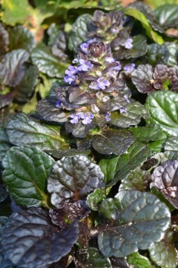 RottblĂ€ttriger Garten GĂŒnsel Ajuga reptans 'Black Scallop' 5-10 Topf 9x9 cm (P9) Ajuga reptans 'Black Scallop'