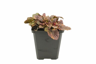 Mehrfarbiger Garten-GĂŒnsel Ajuga reptans 'Burgundy Glow' 5-10 Topf 9x9 cm (P9) Ajuga reptans 'Burgundy Glow'