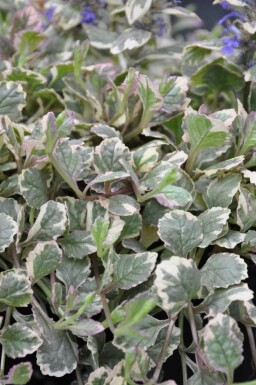 Mehrfarbiger Garten-GĂŒnsel Ajuga reptans 'Burgundy Glow' 5-10 Topf 9x9 cm (P9) Ajuga reptans 'Burgundy Glow'