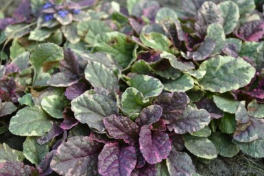 Mehrfarbiger Garten-Günsel Ajuga reptans 'Burgundy Glow' 5-10 Topf 9x9 cm (P9) Ajuga reptans 'Burgundy Glow'