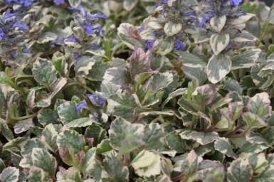 Mehrfarbiger Garten-Günsel Ajuga reptans 'Burgundy Glow' 5-10 Topf 9x9 cm (P9) Ajuga reptans 'Burgundy Glow'