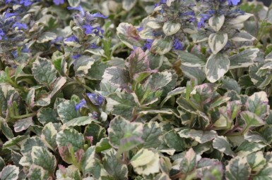 Mehrfarbiger Garten-Günsel Ajuga reptans 'Burgundy Glow' 5-10 Topf 9x9 cm (P9)