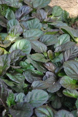 Kriechender Purpur-GĂŒnsel Ajuga reptans 'Catlin's Giant' 5-10 Topf 9x9 cm (P9) Ajuga reptans 'Catlin's Giant'