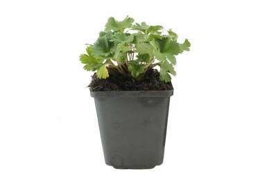 Rotstieliger Frauenmantel Alchemilla erythropoda 5-10 Topf 9x9 cm (P9) Alchemilla erythropoda
