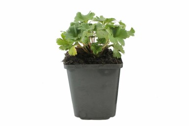 Rotstieliger Frauenmantel Alchemilla erythropoda 5-10 Topf 9x9 cm (P9)