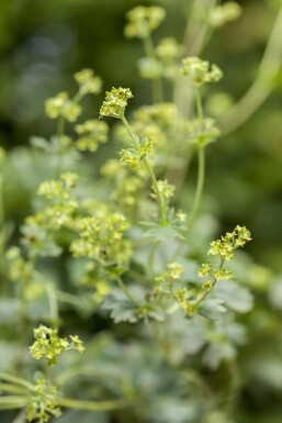 Rotstieliger Frauenmantel Alchemilla erythropoda 5-10 Topf 9x9 cm (P9) Alchemilla erythropoda