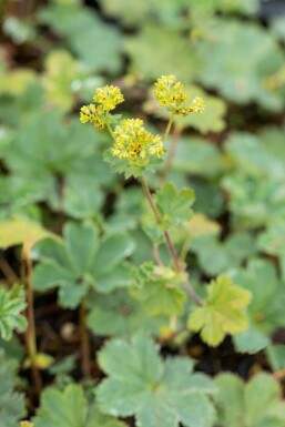 Rotstieliger Frauenmantel Alchemilla erythropoda 5-10 Topf 9x9 cm (P9)