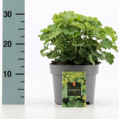 Großblättriger Frauenmantel Alchemilla mollis 10-15 Topf 2 ltr. (C2) Alchemilla mollis