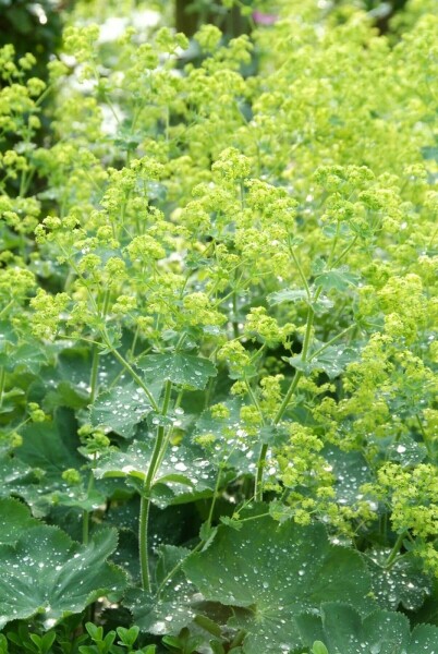 Großblättriger Frauenmantel Alchemilla mollis 5-10 Topf 9x9 cm (P9) Alchemilla mollis