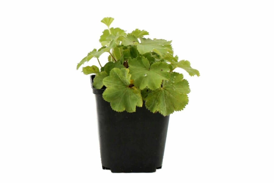 Großblättriger Frauenmantel Alchemilla mollis 5-10 Topf 9x9 cm (P9) Alchemilla mollis