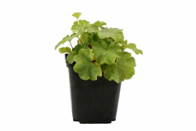 Großblättriger Frauenmantel Alchemilla mollis 5-10 Topf 9x9 cm (P9) Alchemilla mollis