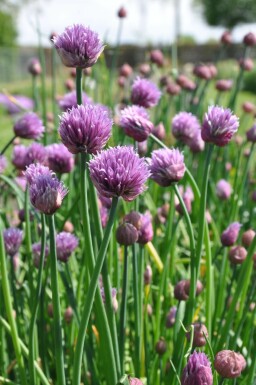 Schnittlauch Allium schoenoprasum 5-10 Topf 9x9 cm (P9) Allium schoenoprasum