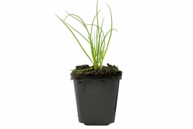 Schnittlauch Allium schoenoprasum 5-10 Topf 9x9 cm (P9) Allium schoenoprasum
