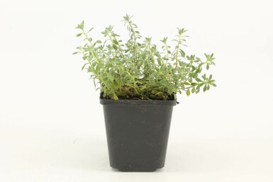Berg-Steinkraut Alyssum montanum 'Berggold' 5-10 Topf 9x9 cm (P9) Alyssum montanum 'Berggold'