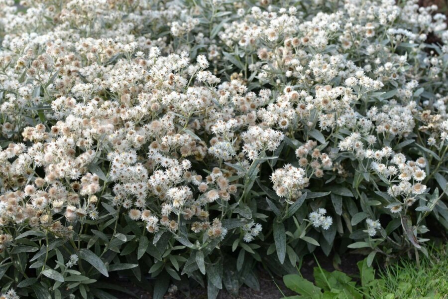 Dreinerviges Perlkörbchen Anaphalis triplinervis 5-10 Topf 9x9 cm (P9) Anaphalis triplinervis