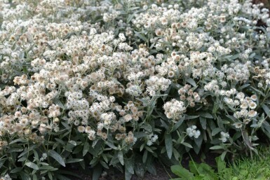 Dreinerviges Perlkörbchen Anaphalis triplinervis 5-10 Topf 9x9 cm (P9) Anaphalis triplinervis