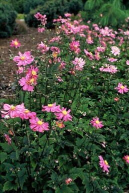 Herbst-Anemone Anemone hupehensis 'Prinz Heinrich' 5-10 Topf 9x9 cm (P9)