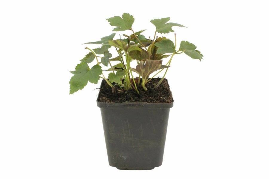 Herbst-Anemone Anemone hupehensis 'Prinz Heinrich' 5-10 Topf 9x9 cm (P9) Anemone hupehensis 'Prinz Heinrich'