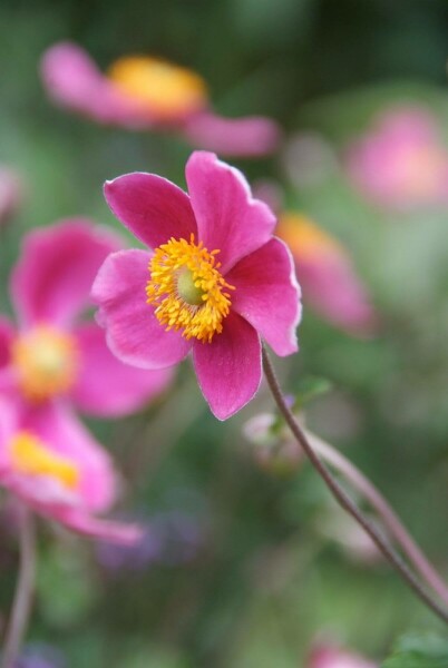 Japan-Herbst-Anemone Anemone hupehensis 'Splendens' 5-10 Topf 9x9 cm (P9) Anemone hupehensis 'Splendens'